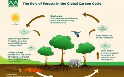 The Folly of Carbon Capture Subsidies: A Scandalous Misallocation of Resources