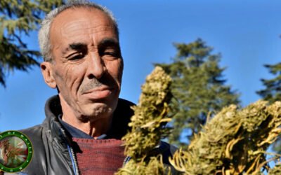 The Hidden Cost of Hashish: Why Morocco Must Reconsider Cannabis Legalisation